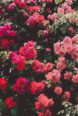 XThisIsItX's profile picture. X Video Cutten X