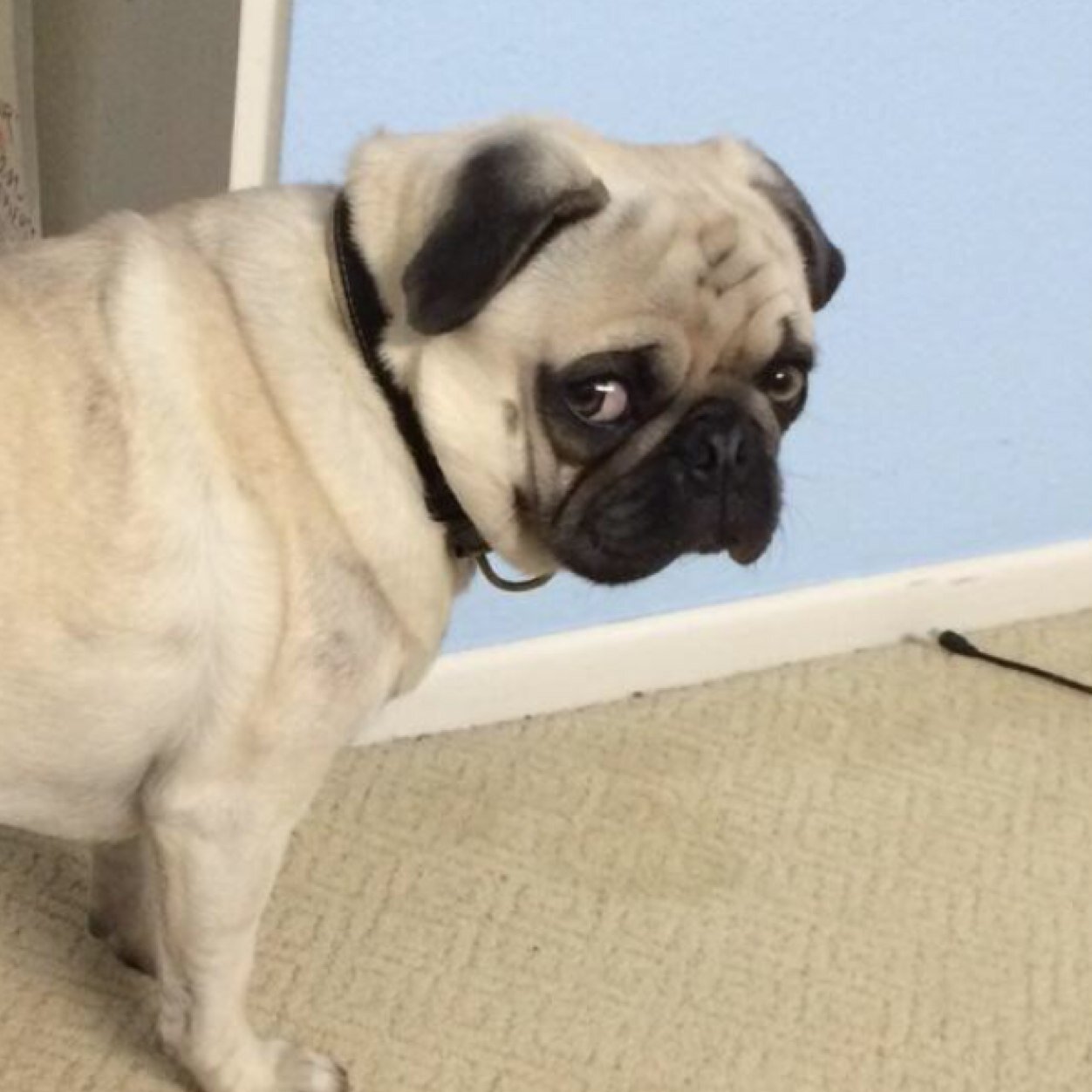 Bosley Senor Purg Twitter Bosley Senor Purg Twitter