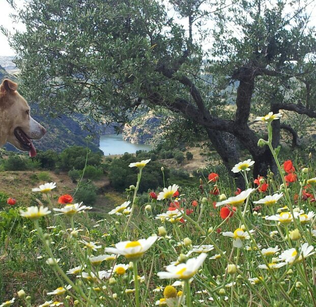 Turisteando por #Fermoselle, Los Arribes del Duero (Zamora) 
IG: https://t.co/uzhh5pcU1s