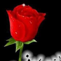 Qurrat162Khan's profile picture. A small creativity of Allah