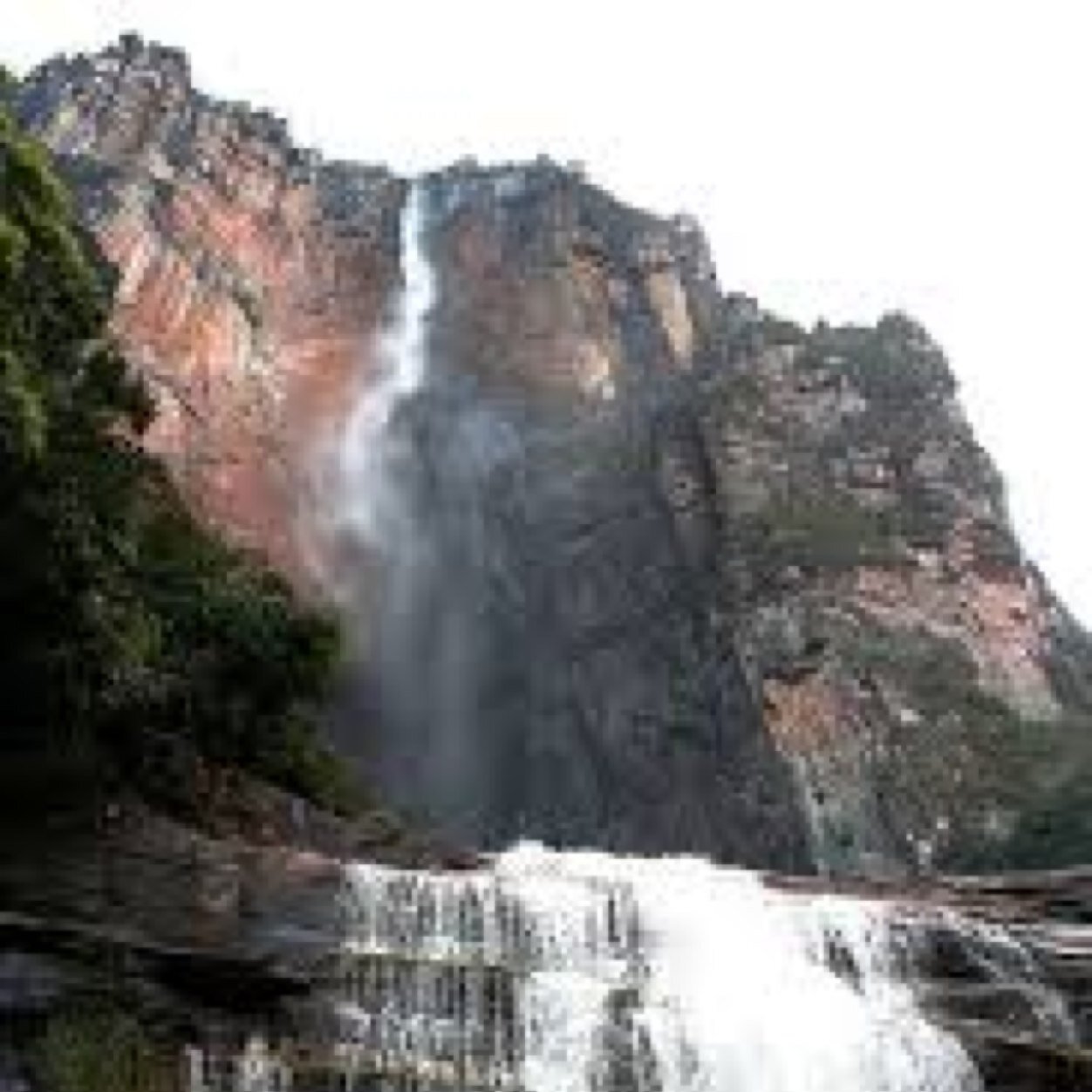 BiologosVzla's profile picture. Red de Biólogos de Venezuela