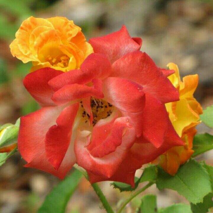 scotti_h_'s profile picture. 