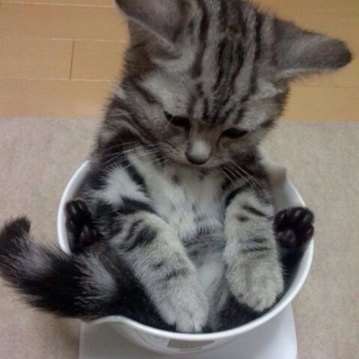 可愛い犬猫画像 175rrr Twitter 可愛い犬猫画像 175rrr Twitter