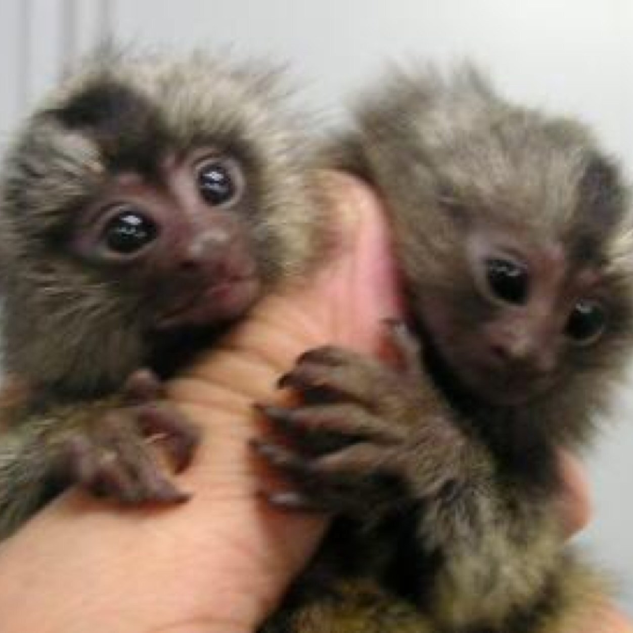 tomachan_fpboc's profile picture. flumpool、BUMP、セカオワ、WEAVER、NICO、KANA-BOONなど邦楽ROCK&POP大好きです！ロッキン全日、flumpool武道館両日、セカオワ富士急二日目大地、2013RSG、MOMENT千葉大宮参戦済♪ アカウント移行しました。 引き続き絡んで下さる方は移行後アカ教えますのでリプください