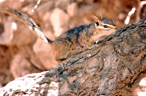 shrewdtricker's profile picture. 