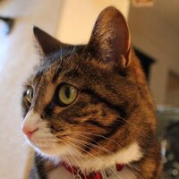 Nibbler Poop (@nibblerpoop) 's Twitter Profile