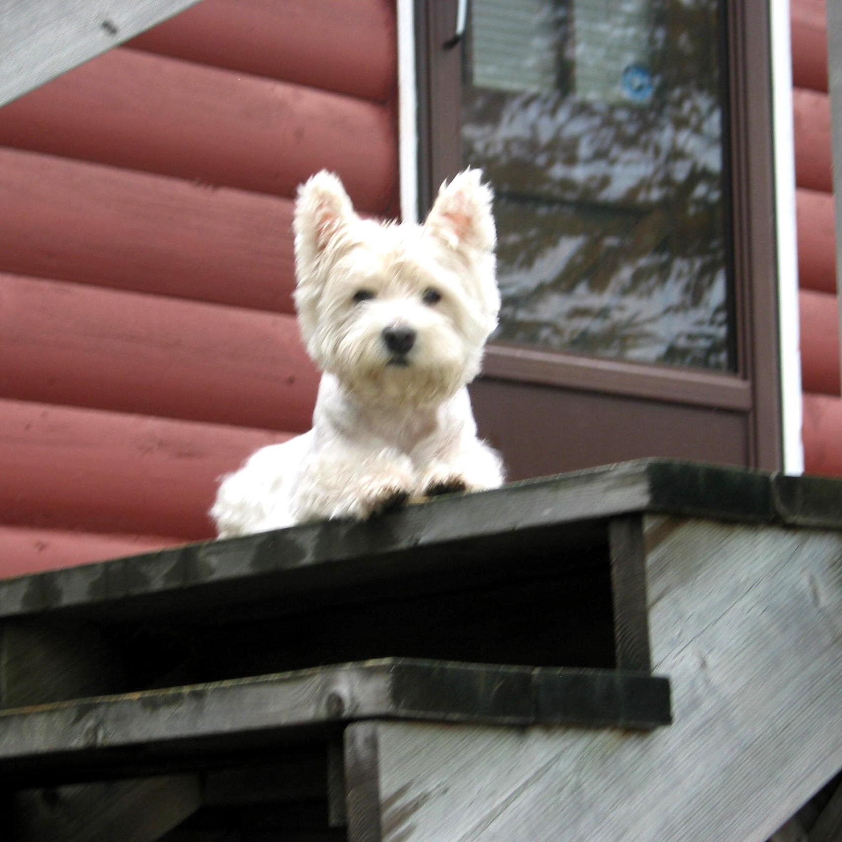 Greenski2's profile picture. Urban enthusiast, news junkie, easily swayed by facts.