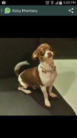 montanaDoge's profile picture. 