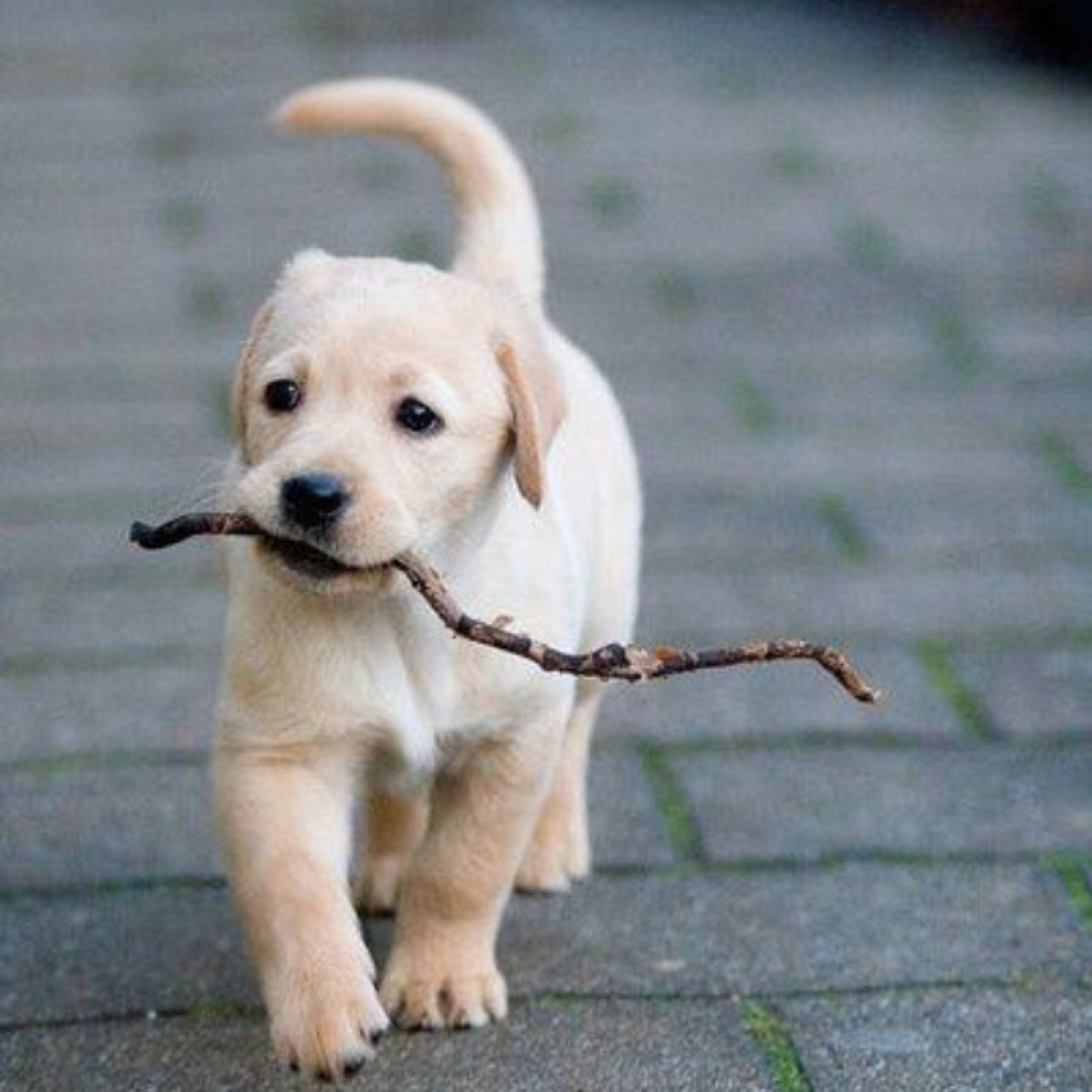 Follow us if you love puppies!!!!!