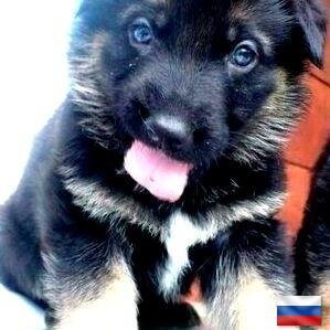 Встречала здесь умней себя, но редко.