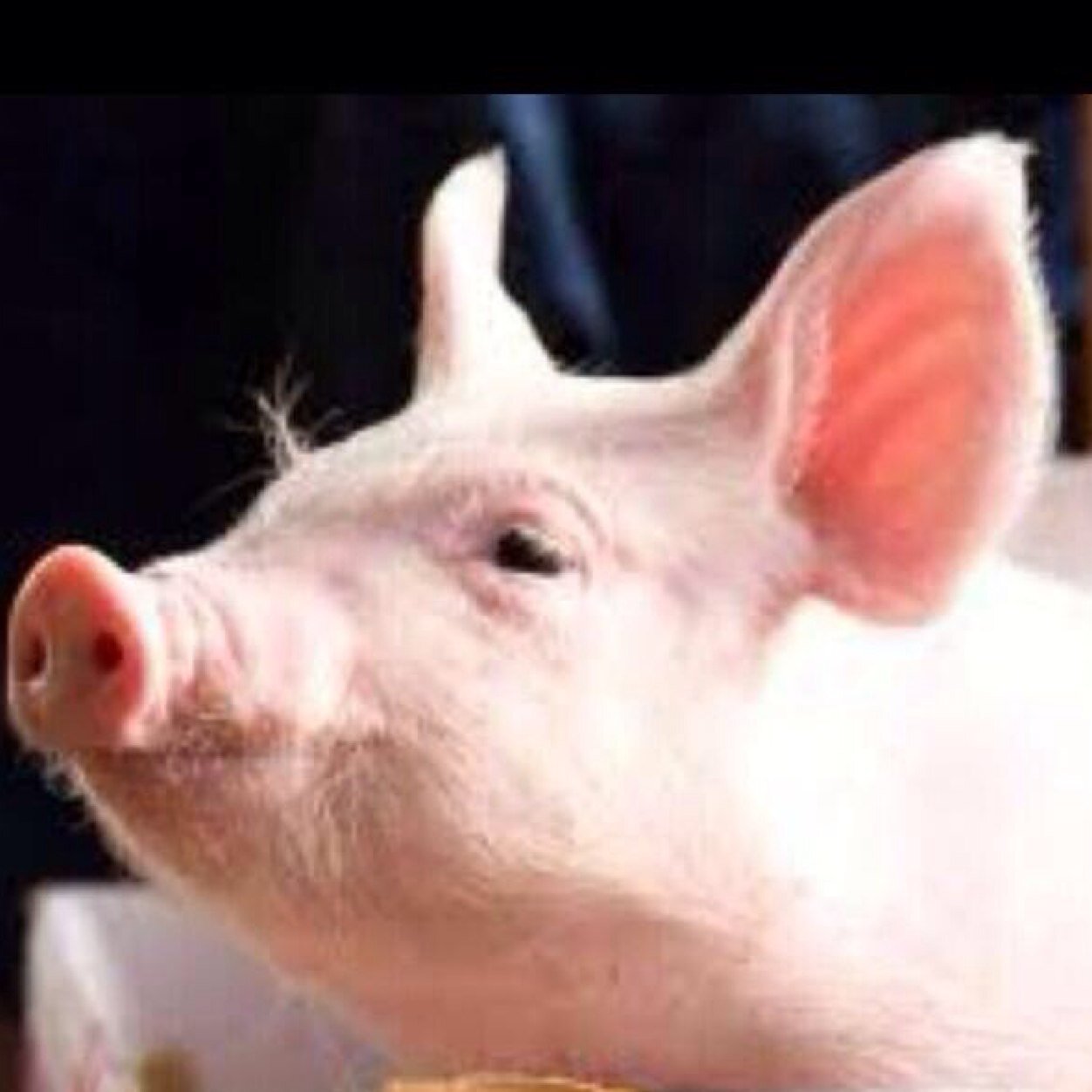 IKEokiii's profile picture. ふわふわしてるの好きです。
ROCK D'N'B DUBSTEP