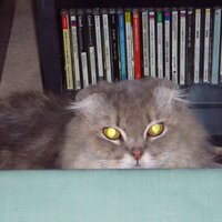 tanu～🇵🇸🌿🕊️　もう、嘘は聞きたくない (@tanutnk) 's Twitter Profile Photo