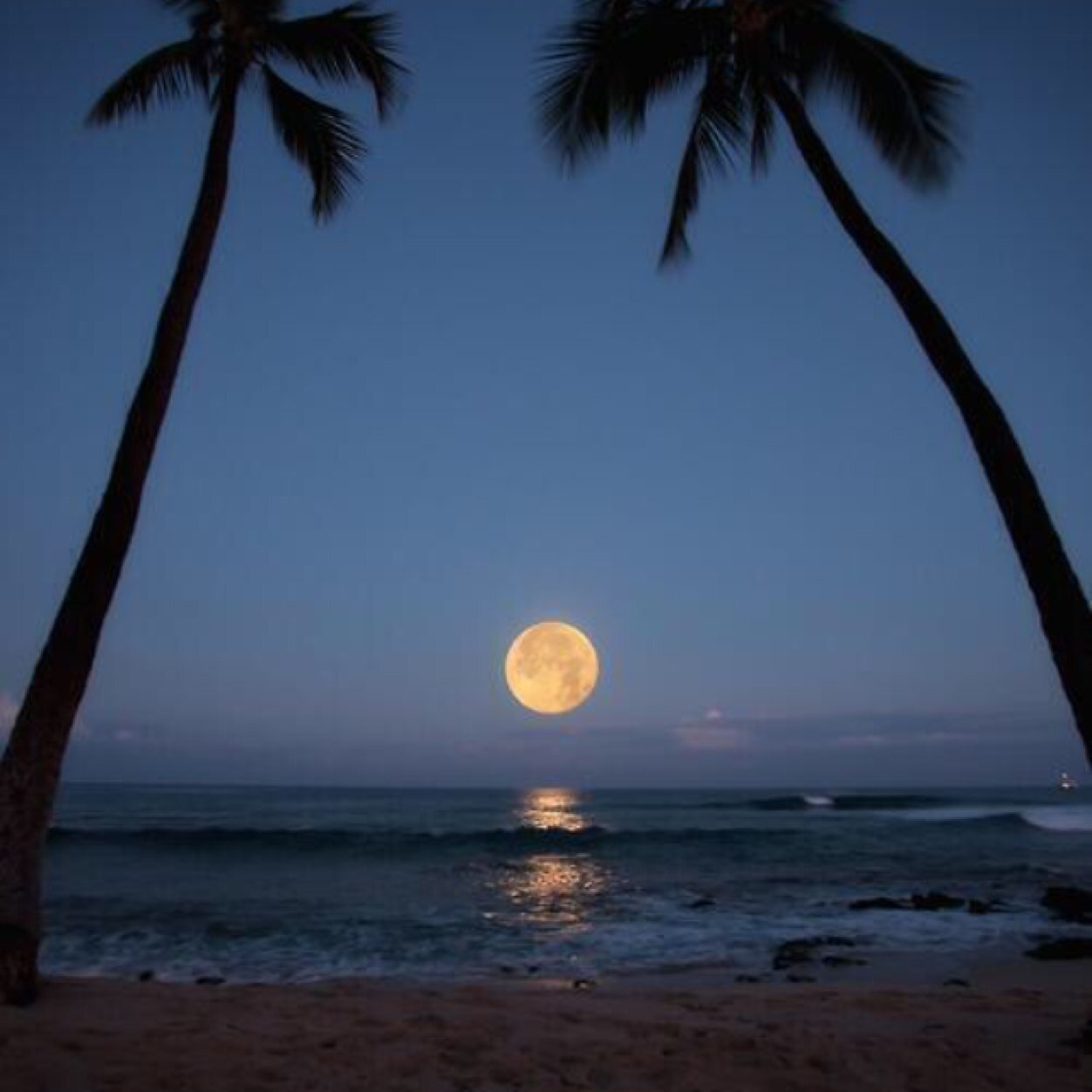 barbellina71's profile picture. 