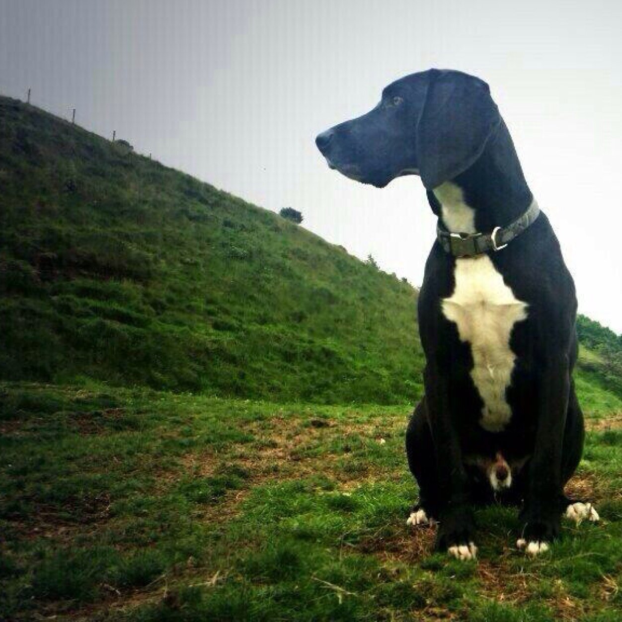 Im a very clumsy Weimaraner-Beagle cross. I love barking, sleeping, acting like a complete idoit and bitches!