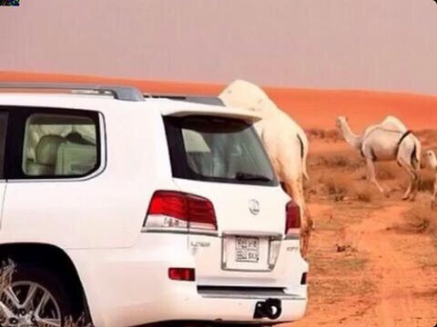 ​​اطربي يانفس عيشي وسوي ماتبين/مايزيد العمر مدح العباد وذمها/لاكسبتي طاعةالله وبرالوالدين/خلي وساع الحناجرتموت بهمها                                  الدوادمي.
