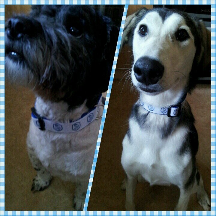 nook_oz's profile picture. we are nanook the gerberian shepsky who loves to swim and dig and ozzie the shih poo who likes to sleep and chase nanook