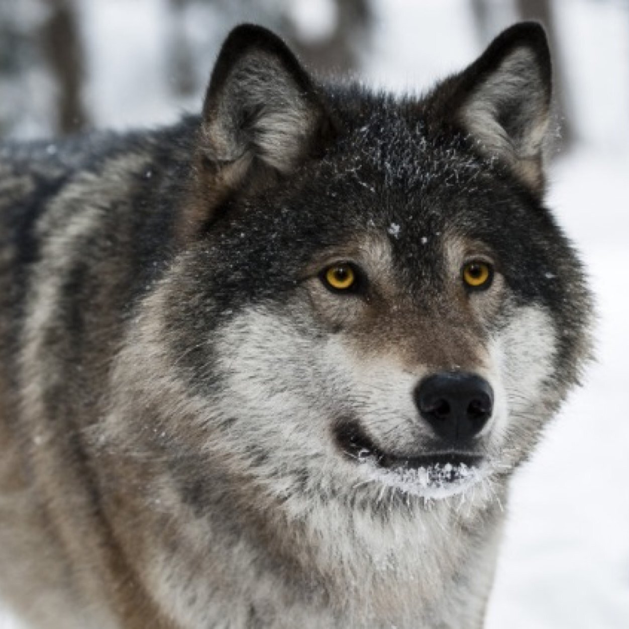 I'm Sam a alpha male. Tough,Strong and smart I live in the Moon Pack. Im friendly and playful but harm to my pack and I will kill you. #single and looking