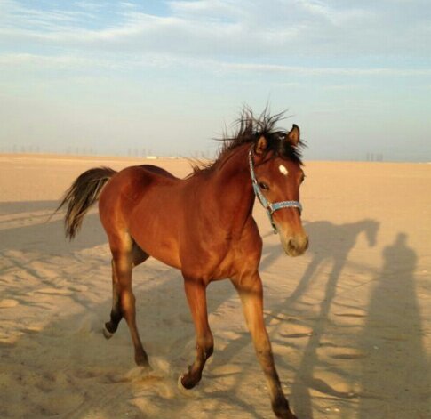 ‏كـــن للـــه كمـــا يـــريــد يــكن لـــك فـــوق مــا تــريد