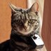 BBC Cats (@bbccats) Twitter profile photo BBC Cats (@bbccats) Twitter profile photo