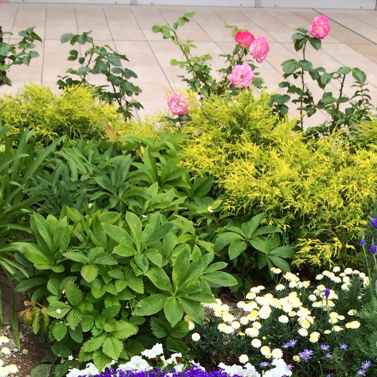 薔薇のことづけ https://t.co/LYRPENOkKq rosenelbuio sialsoffiatoda