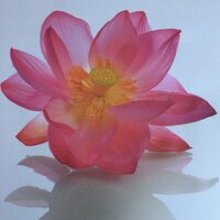 Teresa Cook Physio (@pelvicfloorpt) 's Twitter Profile Photo Teresa Cook Physio (@pelvicfloorpt) 's Twitter Profile Photo