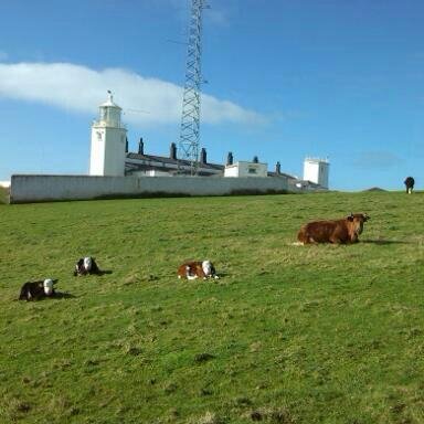 Award winning Farm at Britain's most southerly point. Farm shop and tearoom, Grass fed lamb  beef, veg, beach, random Cornish.