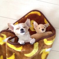 松竹 (@comjunokawa) 's Twitter Profile
