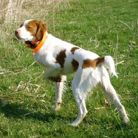 Great traders have same characteristics as great gundogs. Passion, focus and no quit
