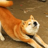 SAN (@tatamiyasann8) 's Twitter Profile Photo