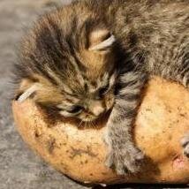 Miss Potato | WLP's wrecking ball