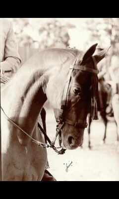 no es afición, es pasión, pasión por la clásica pasión por la alta escuela pasión por la vaquera y pasión por mi VIRGUEN DEL ROCIO.MUCHO MAS QUE CABALLOS