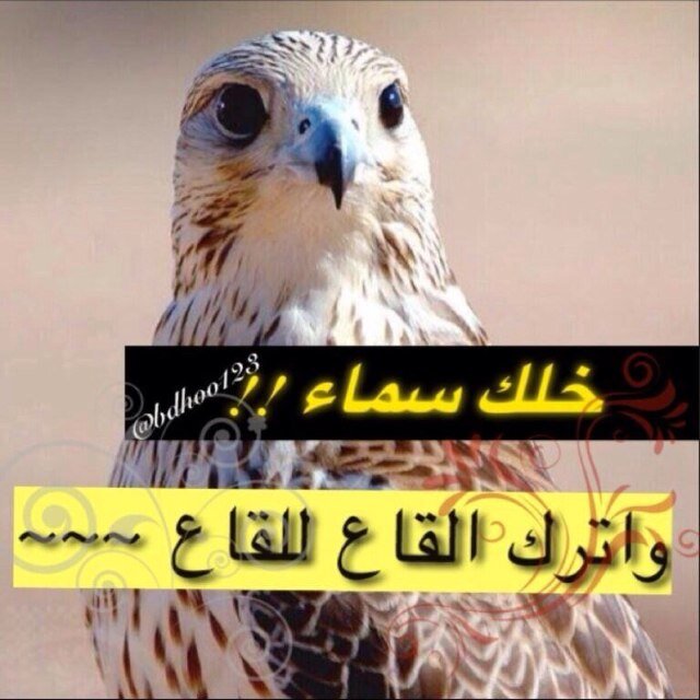 لآيطول سسكوتك و اانت ااكثر شخخص يوحشني كلاﻣہ ..♡