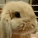 iona rose - @gkiona - Twitter