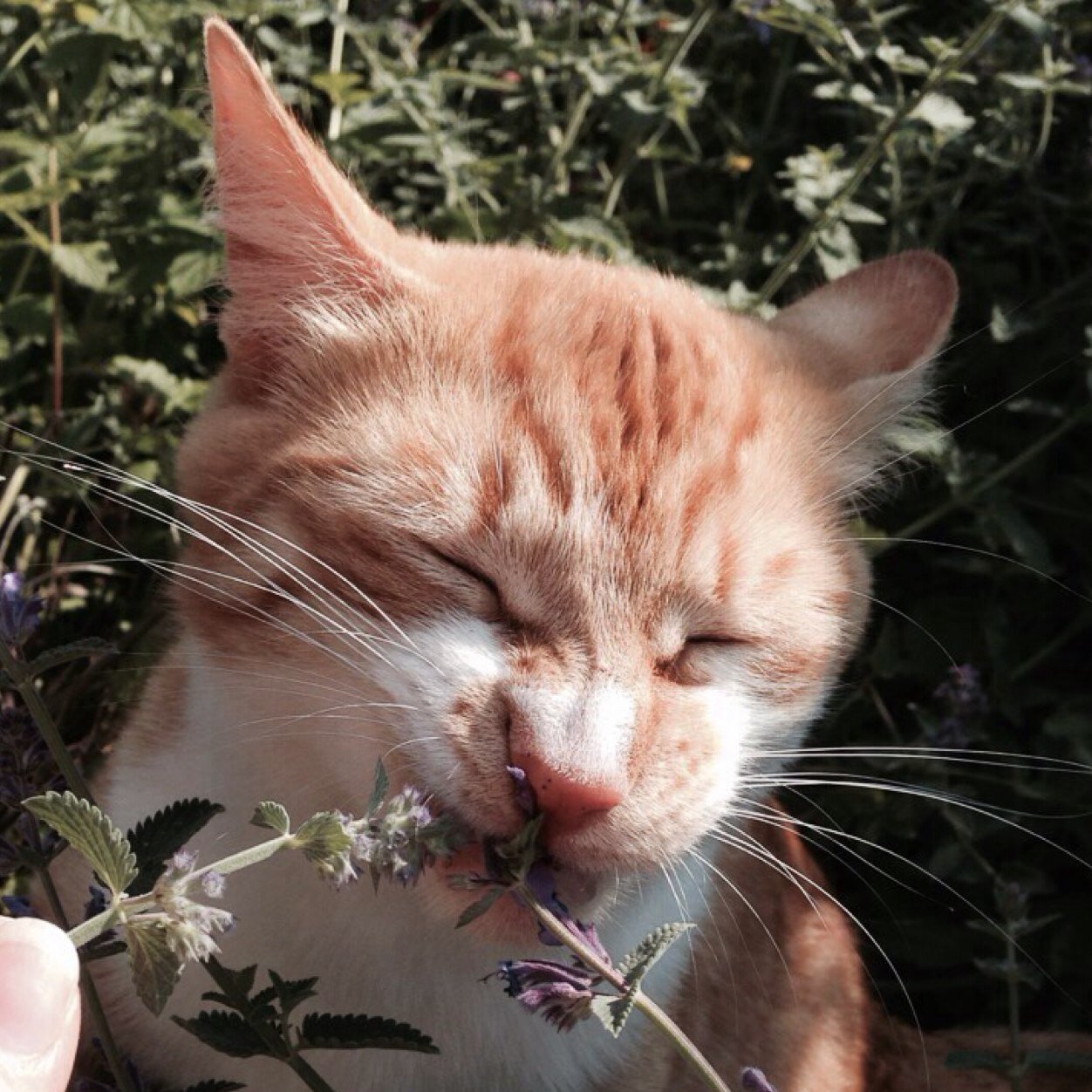 MissMollysCat's profile picture. My name is Toby and I'm Molly Hooper's cat! (God help me...) meow?