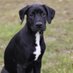 Toronto Doggie Lover (@toronto_doggie) Twitter profile photo