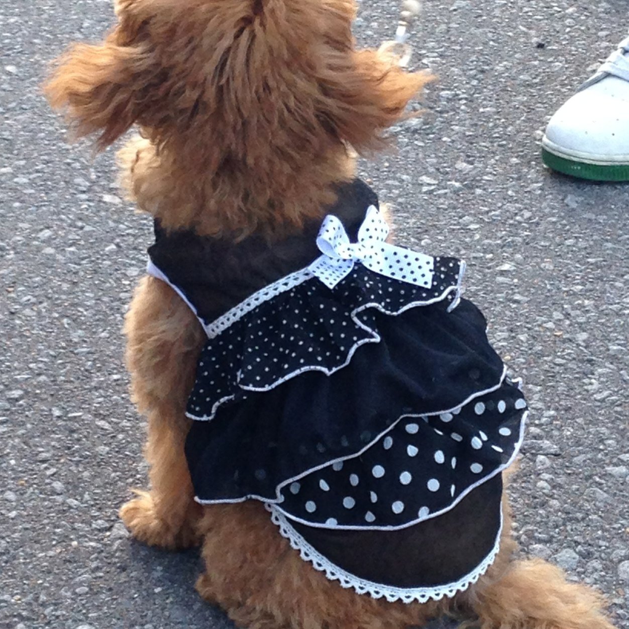 Poo_1128's profile picture. 