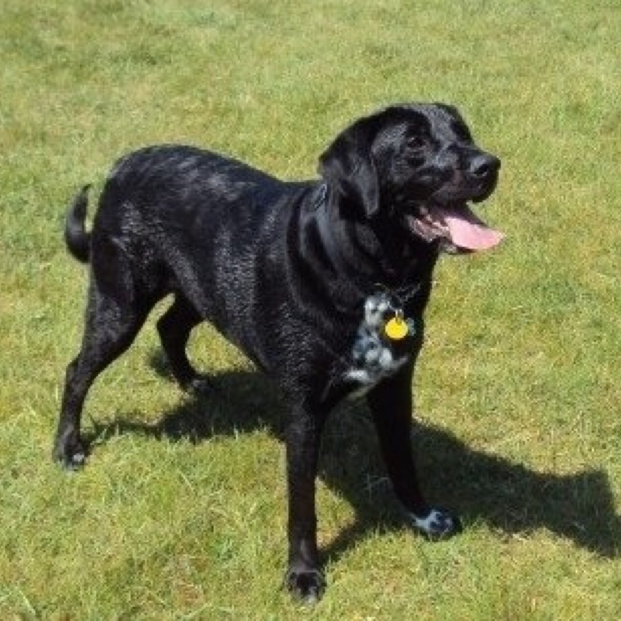 MidnightsWish's profile picture. Follow us on instagram @midnightswishinc and like us on facebook! Midnight's Wish, Inc. Help us get our name out there please! :)