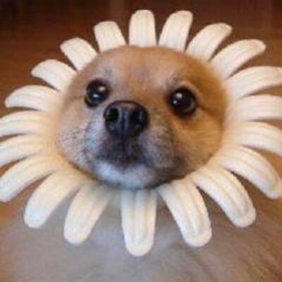幸せになれる動物画像 ６秒動画 Charmmy Animal Twitter
