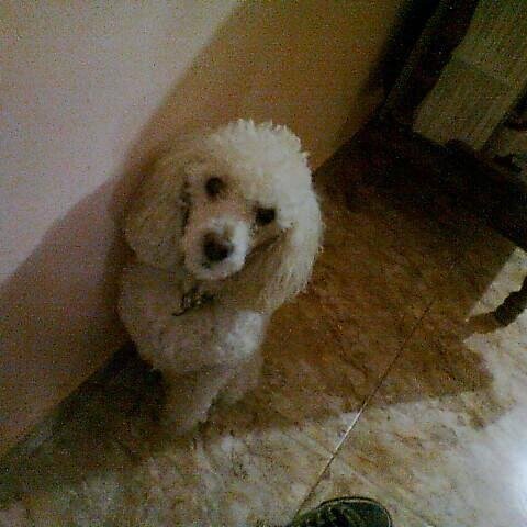pompi lindo
