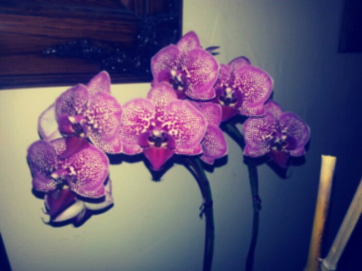 quirknsass's profile picture. 