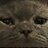 Quesote20's profile image