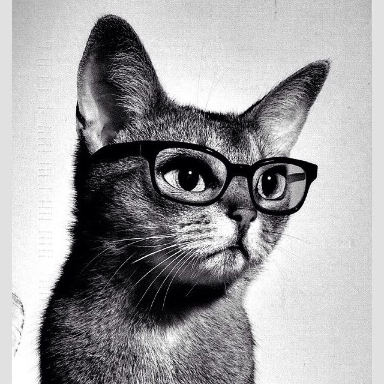 Hipster Cat doesn't know what to do