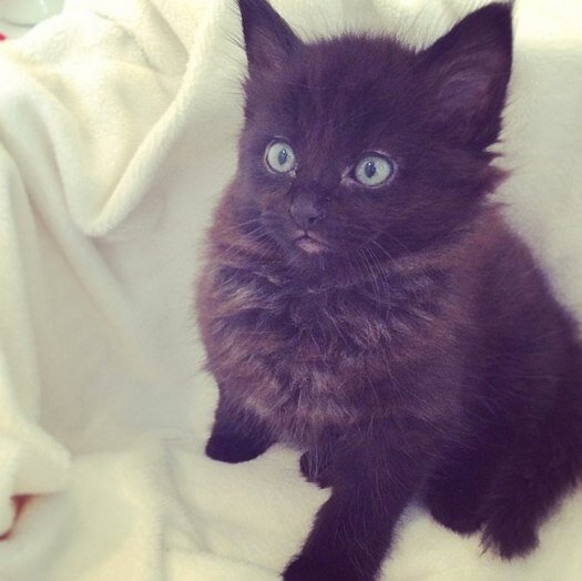 My name is Pancake.