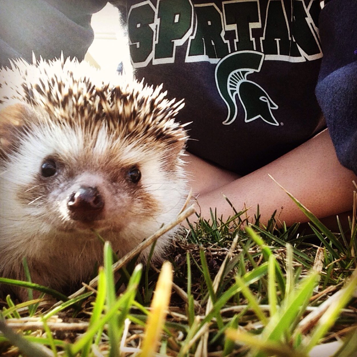 SwagHedgehog's profile picture. 