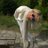 LeoniePeeters's profile image