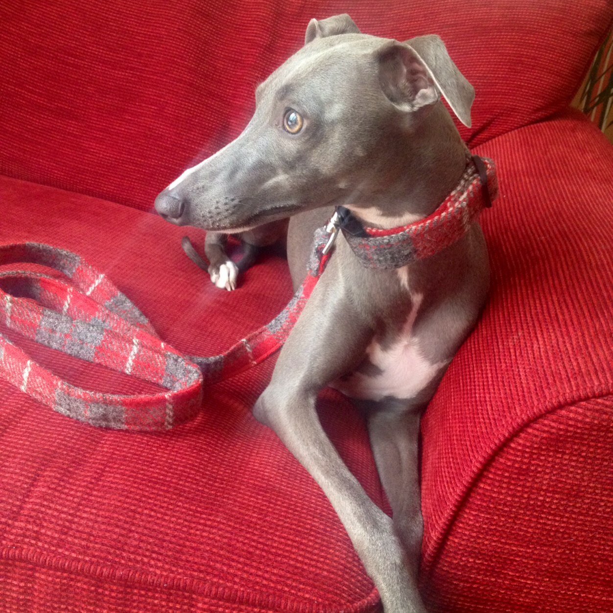 Oggies4's profile picture. Hand made stylish pet accessories