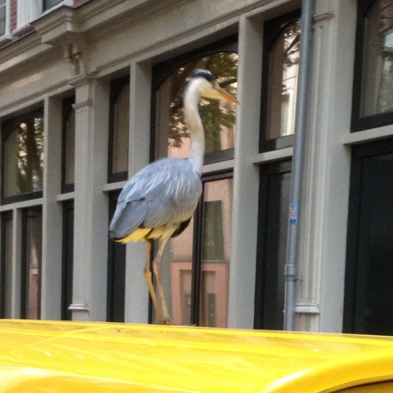 Tweets over beesten en groen in Amsterdam • Nature in Amsterdam
