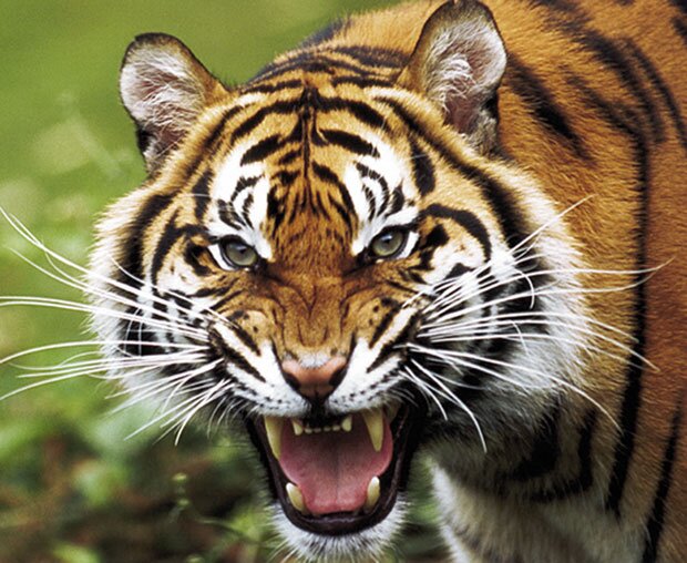 Ciao a tutti! Questo profilo nasce per sponsorizzare il mio canale youtube TIGER GAMES (Link in basso)
https://t.co/U92SPhvECL
