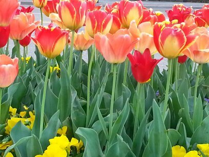 alligatorbus's profile picture. 