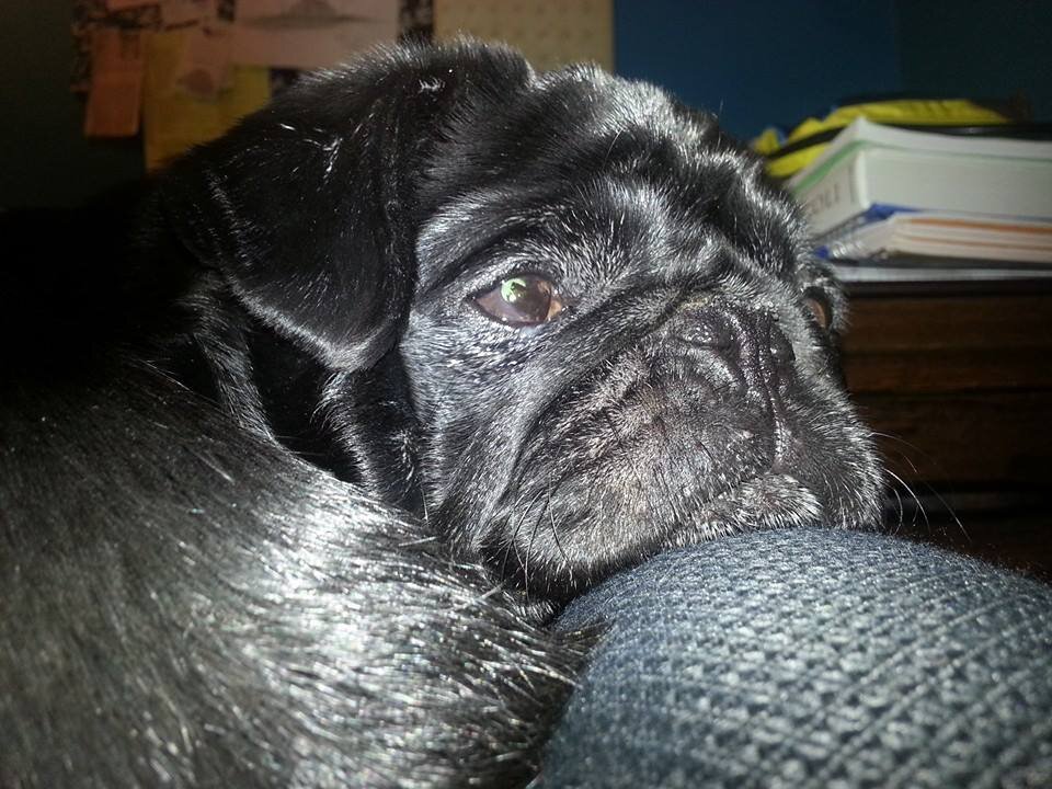 The_Deebers's profile picture. 🇺🇦🌻#StandwithUkraine🪴🐕🧠📚⚕
Southern, Liberal & Tired. All opinions most definitely my own. This is a no BS Zone. Trolls can most definitely f*ck off.